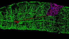 Drosophila larval sensory neuron injury paradigm