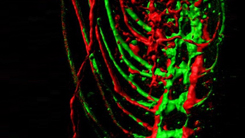Drosophila Larval Sensory Neuron Axon Projections