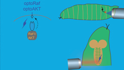 Optogenetic Control of Axon Regeneration