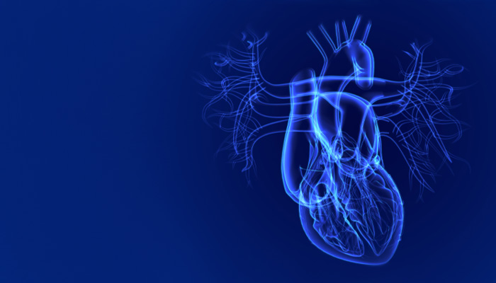 Findings of a study co-led by Robert Levy, MD, revealed that serotonin can affect the hearts mitral valve and potentially accelerate an existing cardiac condition known as degenerative mitral regurgitation.